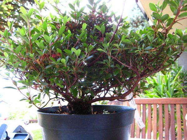 A_Juni_11.jpg (116.4 KiB) 2579 mal betrachtet Azaleenbusch; Gartencenter €9,99