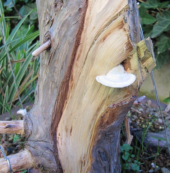 juniper pilz1.jpg (200.5 KiB) 1779 mal betrachtet shimpaku baumschwamm......ist schon süß