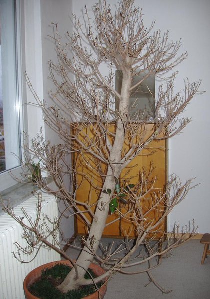PB040037small.jpg (170.41 KiB) 6417 mal betrachtet so stand der Baum den ganzen Winter bei ca. 10 °C