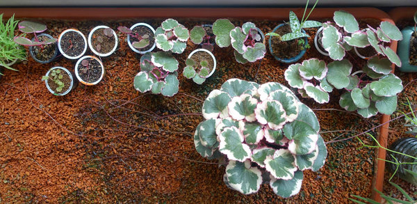 Saxifraga-stolonifera-tricolor00_2017-04small.jpg (179.4 KiB) 1990 mal betrachtet Saxifraga stolonifera 'Tricolor' - Mutterpflanze und ihre Kinder