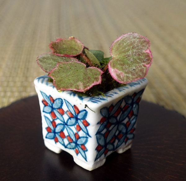 Saxifraga-stolonifera-tricolor05_2017-01small.jpg (198.64 KiB) 1990 mal betrachtet Porzellan-Schälchen aus Japan 2 x 2 x 2 cm - genügend Platz für eine Mischpflanzung mit Steinbrech, blauem Bubikopf und Moos