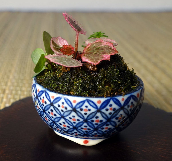 Saxifraga-stolonifera-tricolor04_2017-01small.jpg (183.02 KiB) 1990 mal betrachtet hier haben Steinbrech, blauer Bubikopf, Sedum und Moos platz gefunden<br />Porzellan-Schälchen aus Japan 3,5 x 2 cm