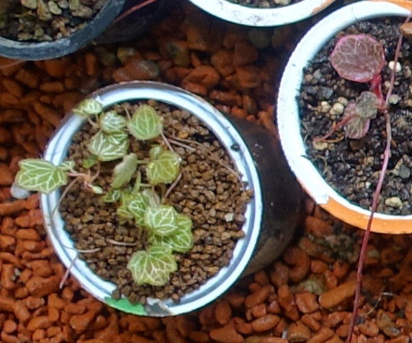 Saxifraga cuscutaeformis01_2017-01e.jpg (147.76 KiB) 1990 mal betrachtet Saxifraga cuscutaeformis (Dwarf Strawberry Begonia)