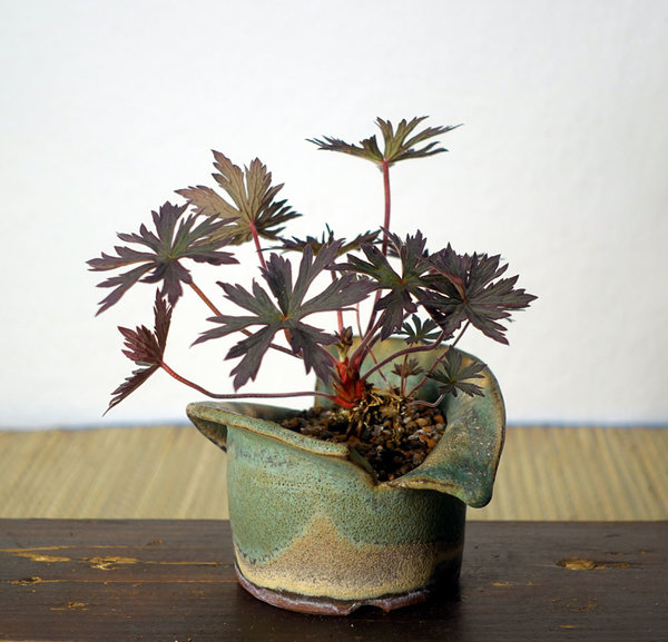 Geranium03BlackBeauty_2017-01small.jpg (173.73 KiB) 1990 mal betrachtet Geranium 'Black Beauty'<br />Schale HH