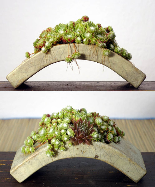 Sempervivum04_2017-01-02small.jpg (135.45 KiB) 1990 mal betrachtet Hauswurz Sempervivum<br />Schale Erwin Grzesinski