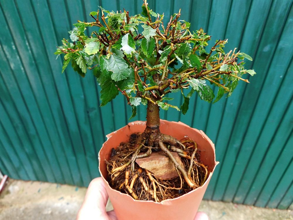 Ulme-Shohin-2019-08-07.JPG