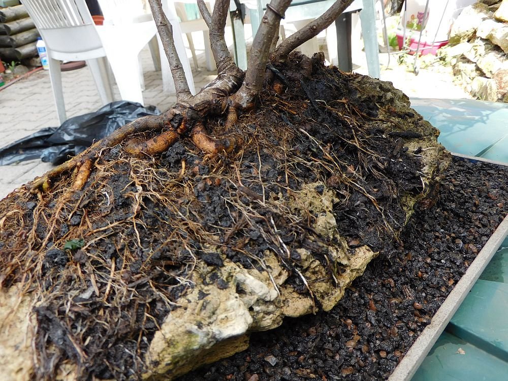 Ulme-Projekt-Floss-2019-08-02-detail-a.JPG