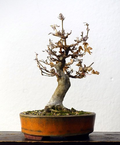 der Pilz und sein Opfer